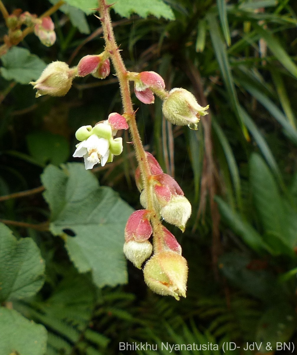 Rubus indicus Thunb.